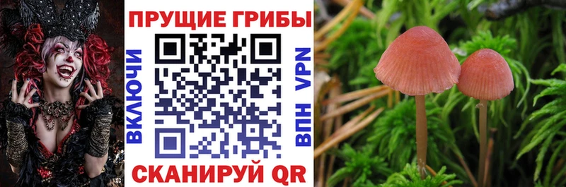 Купить где  Михайловск  Псилоцибиновые грибы ЛСД 
